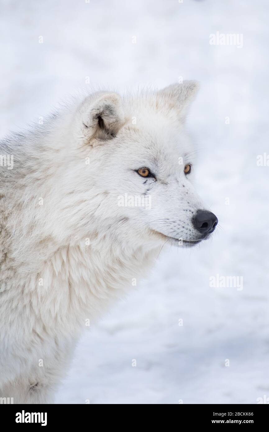 Einsamer arktischer Wolf starrt in der Ferne mit einem weißen verschwommenen schneebedeckten Hintergrund. Stockfoto