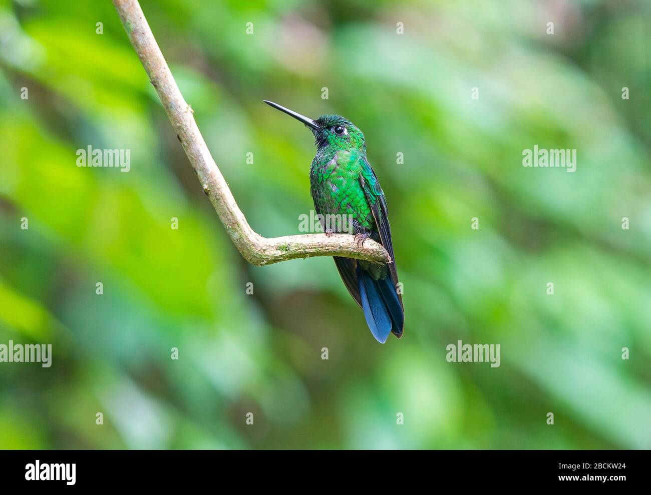 Ein grüner krönender leuchtender Hummingbird (Heliodoxa jacula), auch bekannt als grüner Front-Brilliant, gefunden zwischen Costa Rica und Ecuador. Mindo, Ecuador. Stockfoto