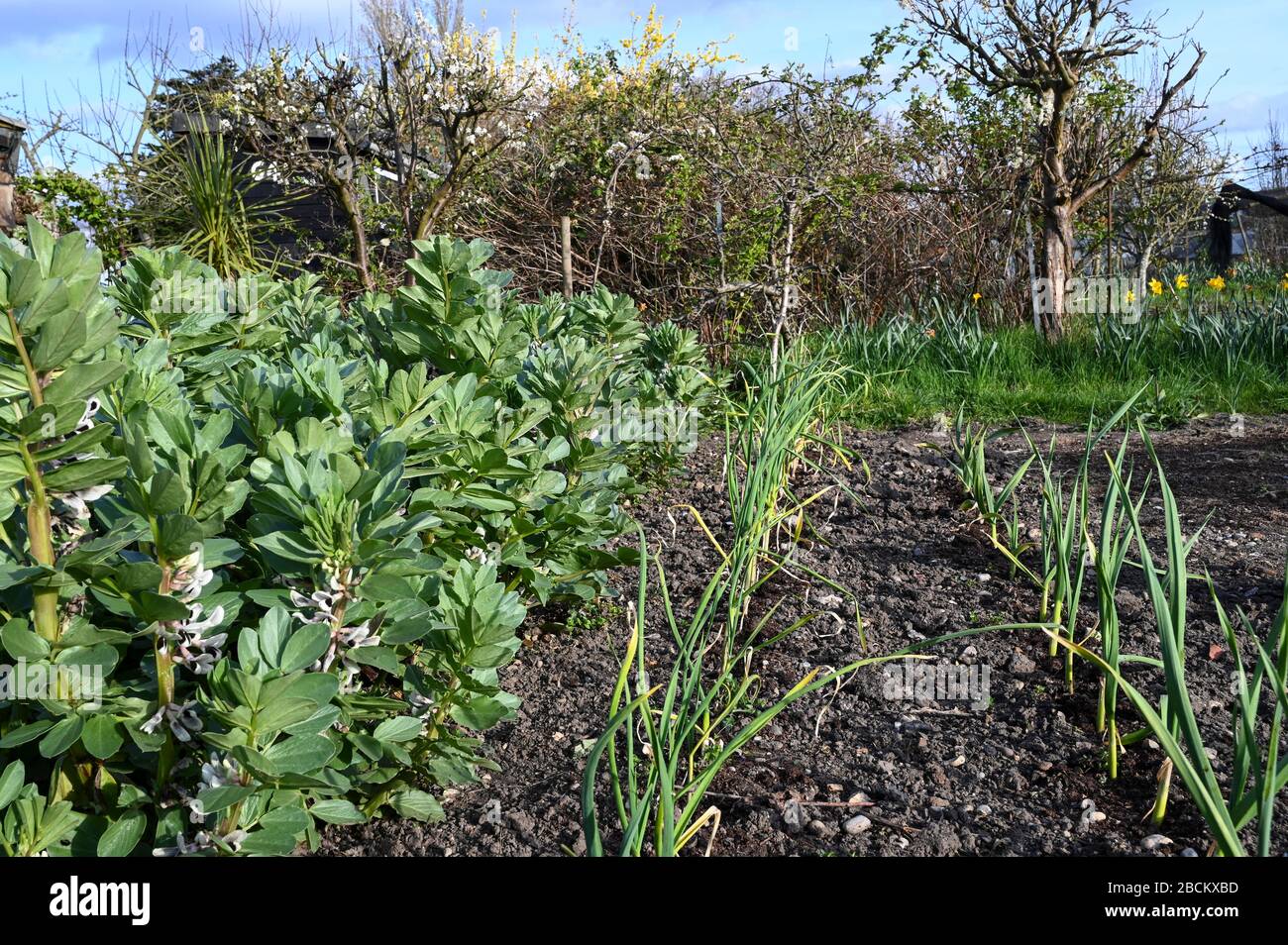 Überwinternde Ernte (breite Bohnen, Zwiebeln und Knoblauch) im Frühjahr auf einem Schrebergarten. Stockfoto