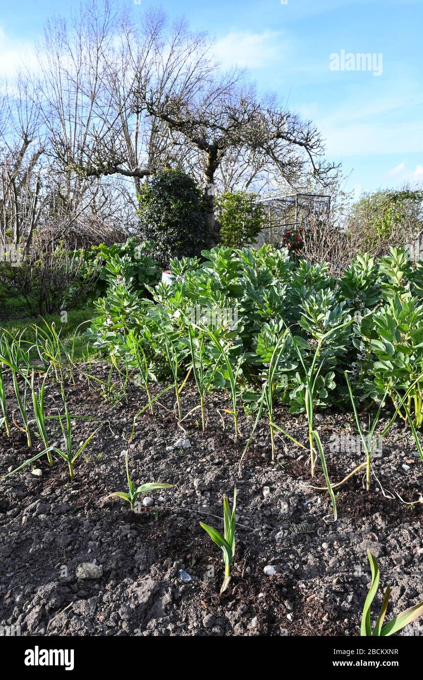 Überwinternde Ernte (breite Bohnen, Zwiebeln und Knoblauch) im Frühjahr auf einem Schrebergarten. Stockfoto