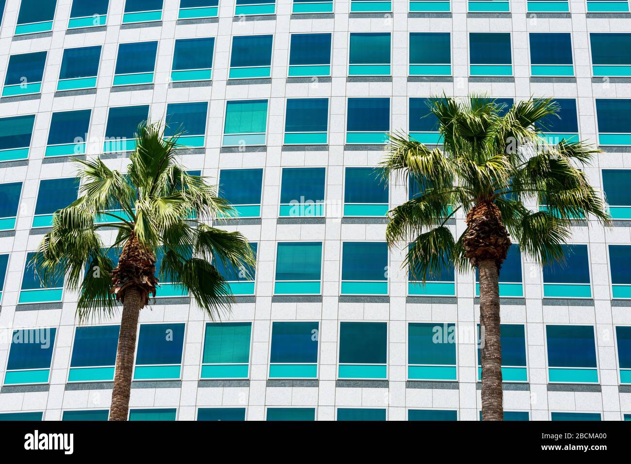 Zwei Wüstenpalmen vor dem modernen Bürogebäude, außen tagsüber Stockfoto