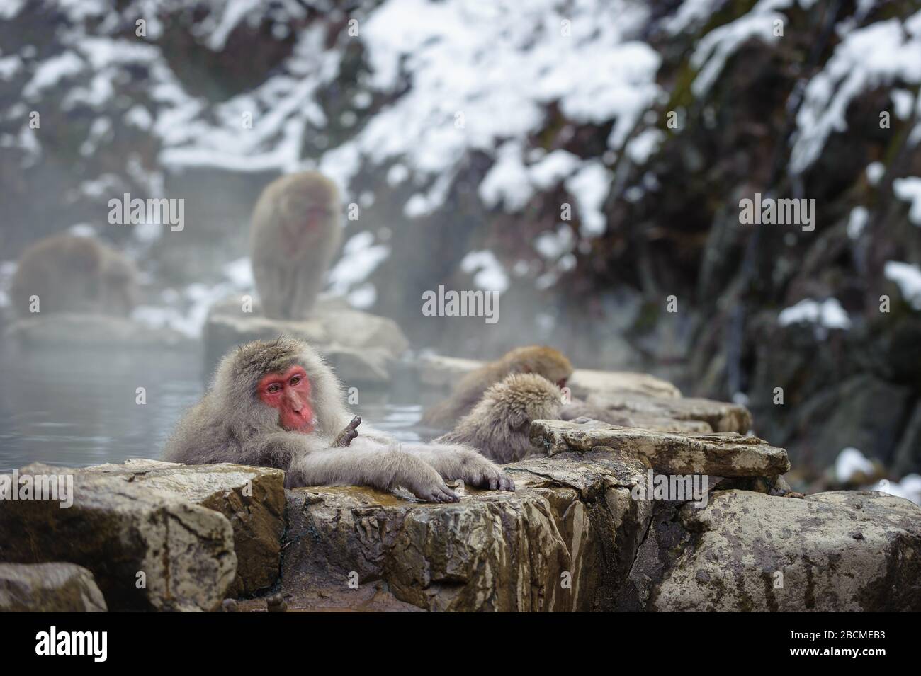 Japanische Macaque troupe Geselligkeit nach Rang in den nebligen, Thermalquellen in den Bergen rund um Yudanaka. Stockfoto