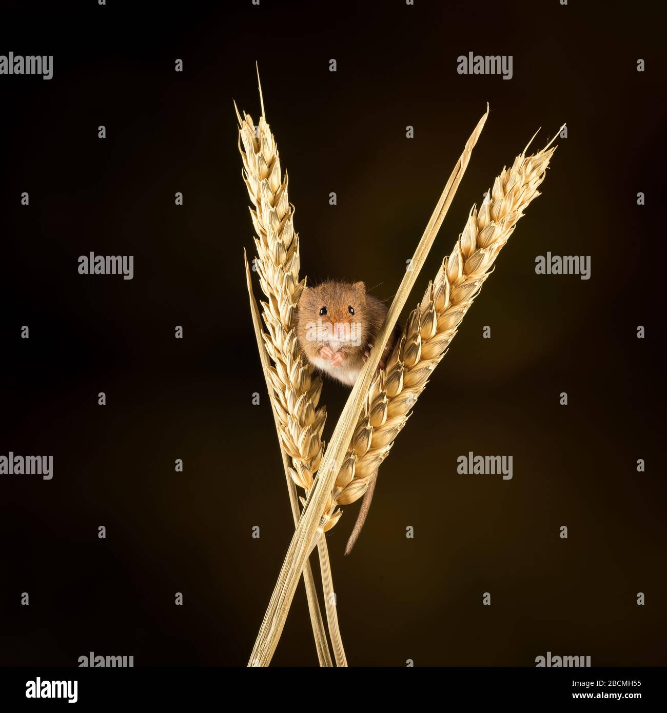 Ernte Maus (Micromys minutus) auf einem Ähren von Weizen in einem Studio-Setting, Dorset, England, Großbritannien Stockfoto