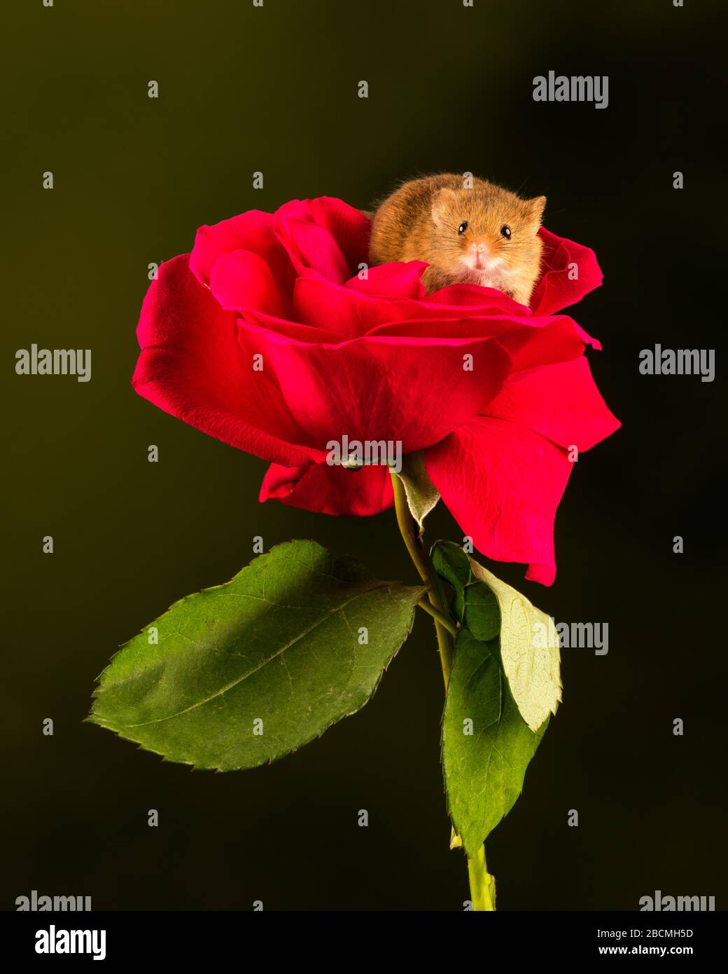 Ernte Maus (Micromys minutus) auf einem Blumenkopf in einem Studio-Setting, Dorset, England, Großbritannien Stockfoto