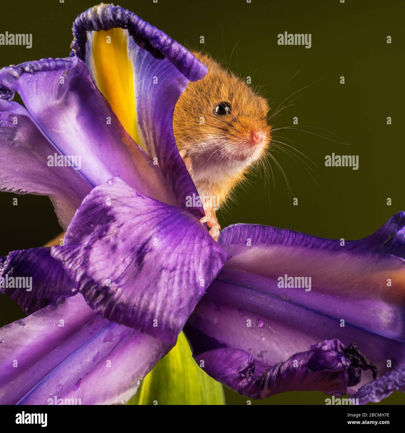 Ernte Maus (Micromys minutus) auf einem Blumenkopf in einem Studio-Setting, Dorset, England, Großbritannien Stockfoto