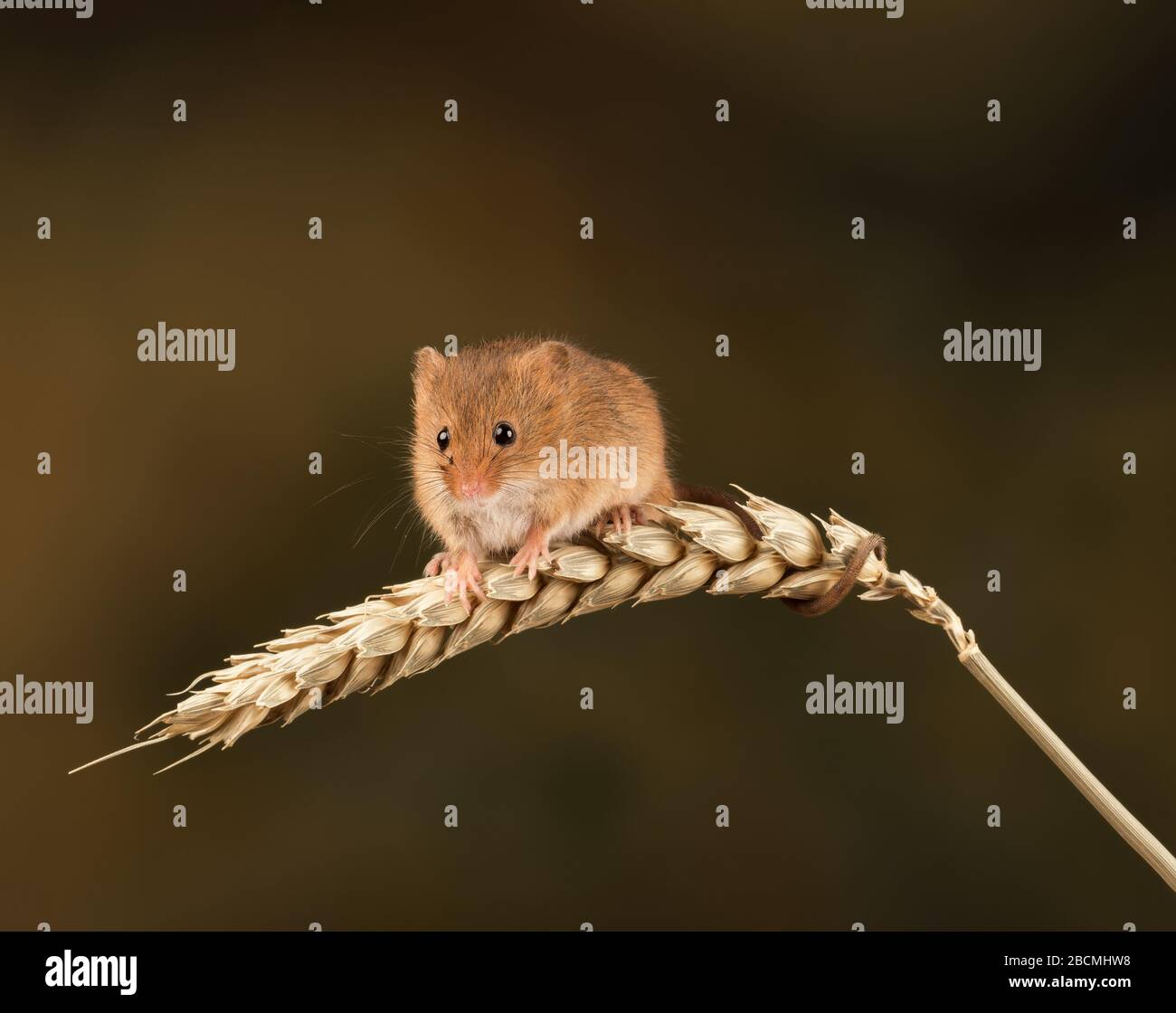 Ernte Maus (Micromys minutus) auf einem Ähren von Weizen in einem Studio-Setting, Dorset, England, Großbritannien Stockfoto