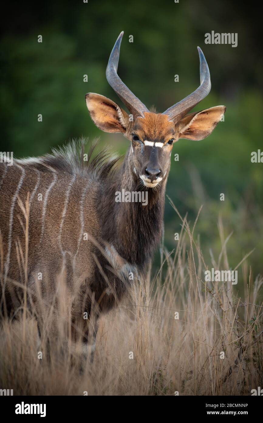 Nyala, eine große Antilope Südafrikas. Stockfoto