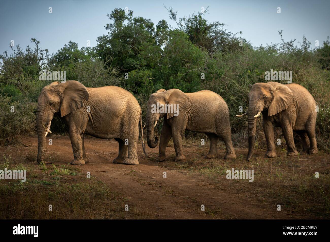 Afrikanische Elefanten Stockfoto