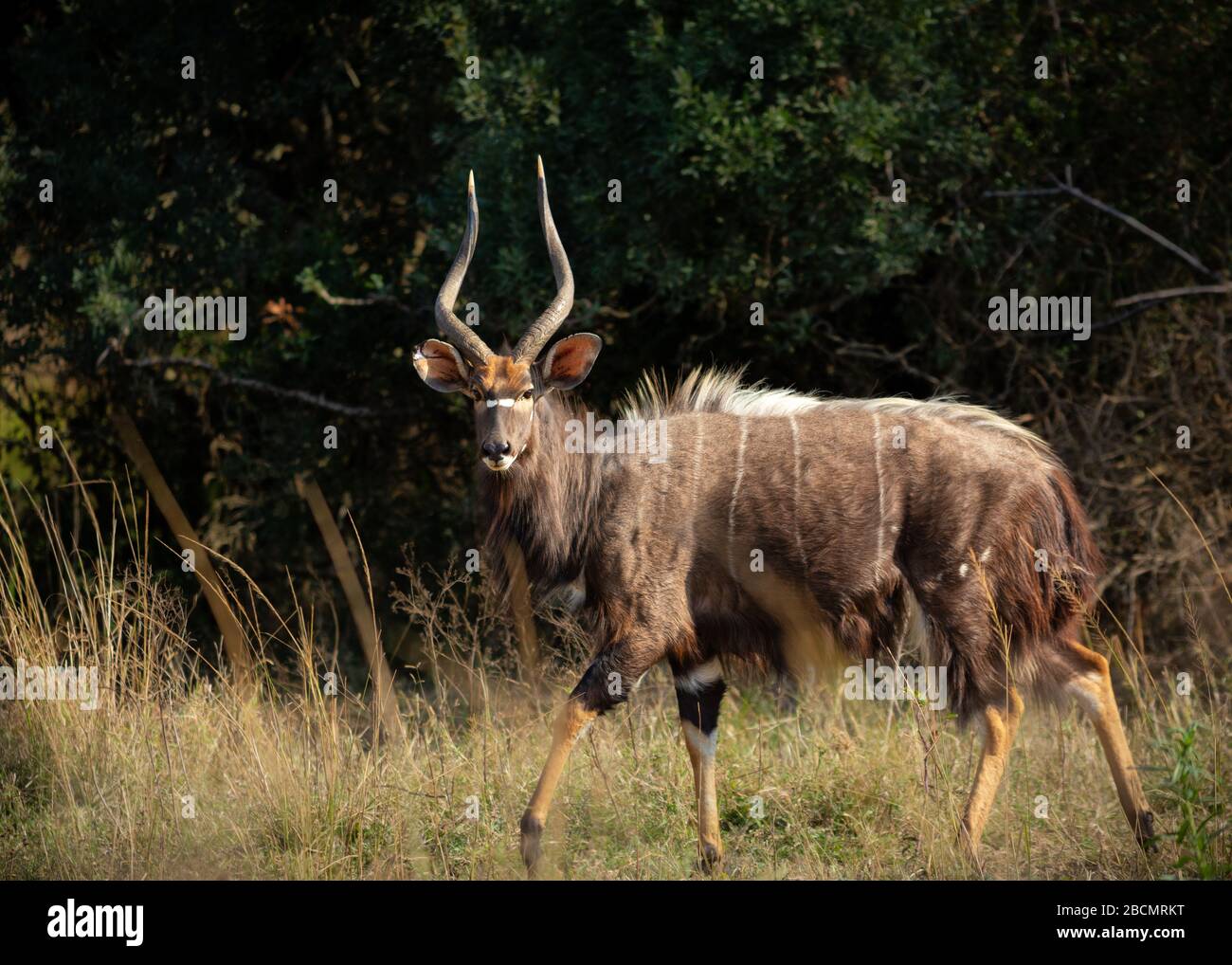 Nyala, eine große Antilope Südafrikas. Stockfoto