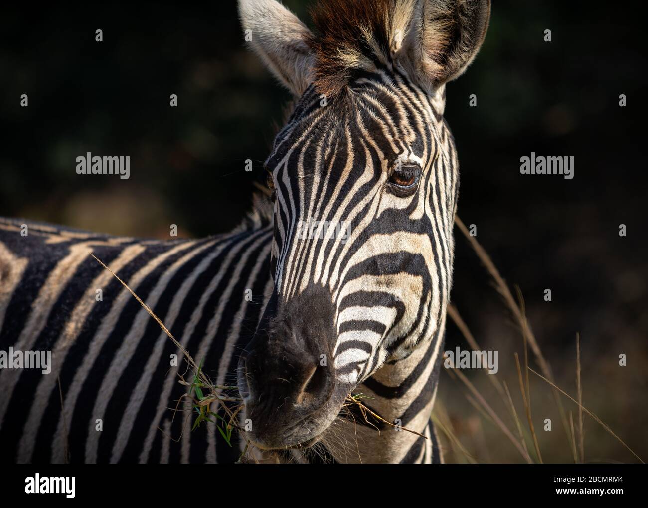Wild Plains Zebras in Südafrika. Stockfoto