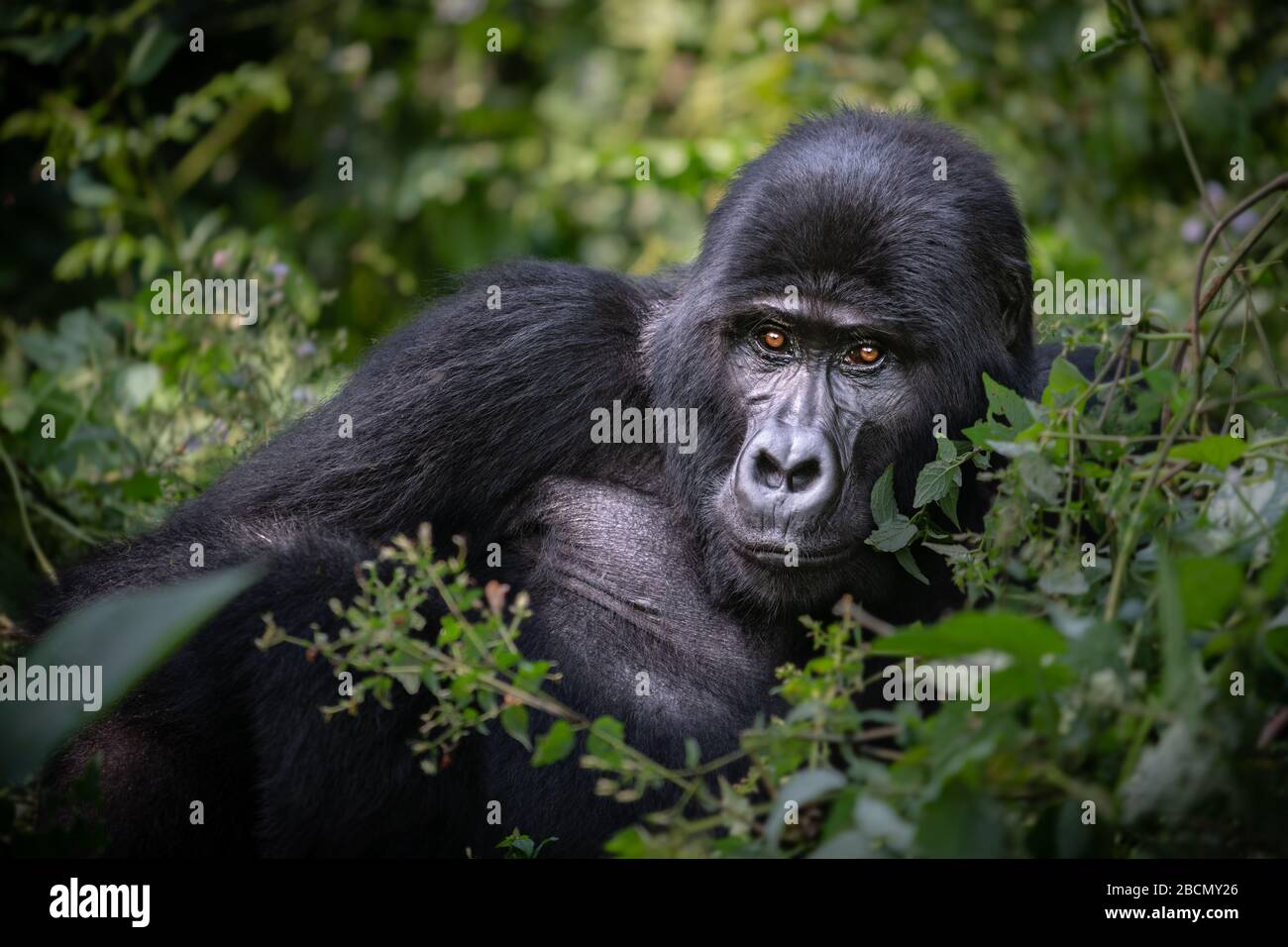 Wild bedrohte Berg-Gorillas in Uganda. Stockfoto