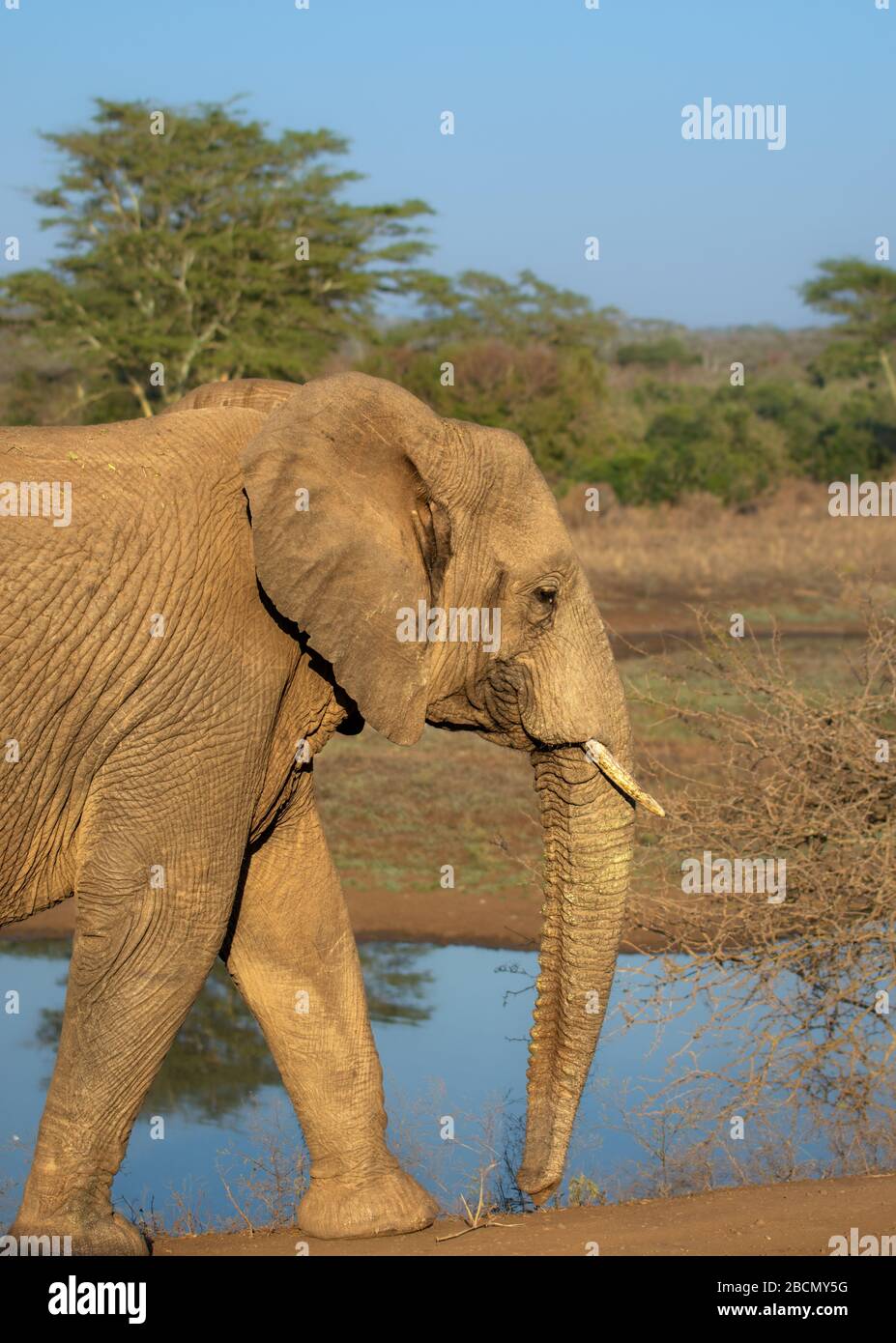 Afrikanische Elefanten Stockfoto