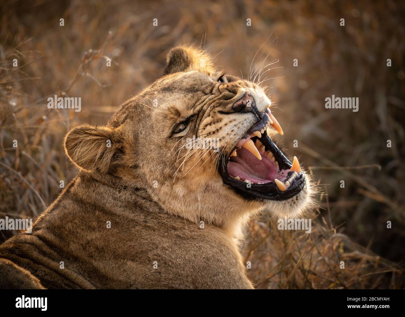 Löwin in Südafrika in der Mun-ya-Wana Conservency Stockfoto