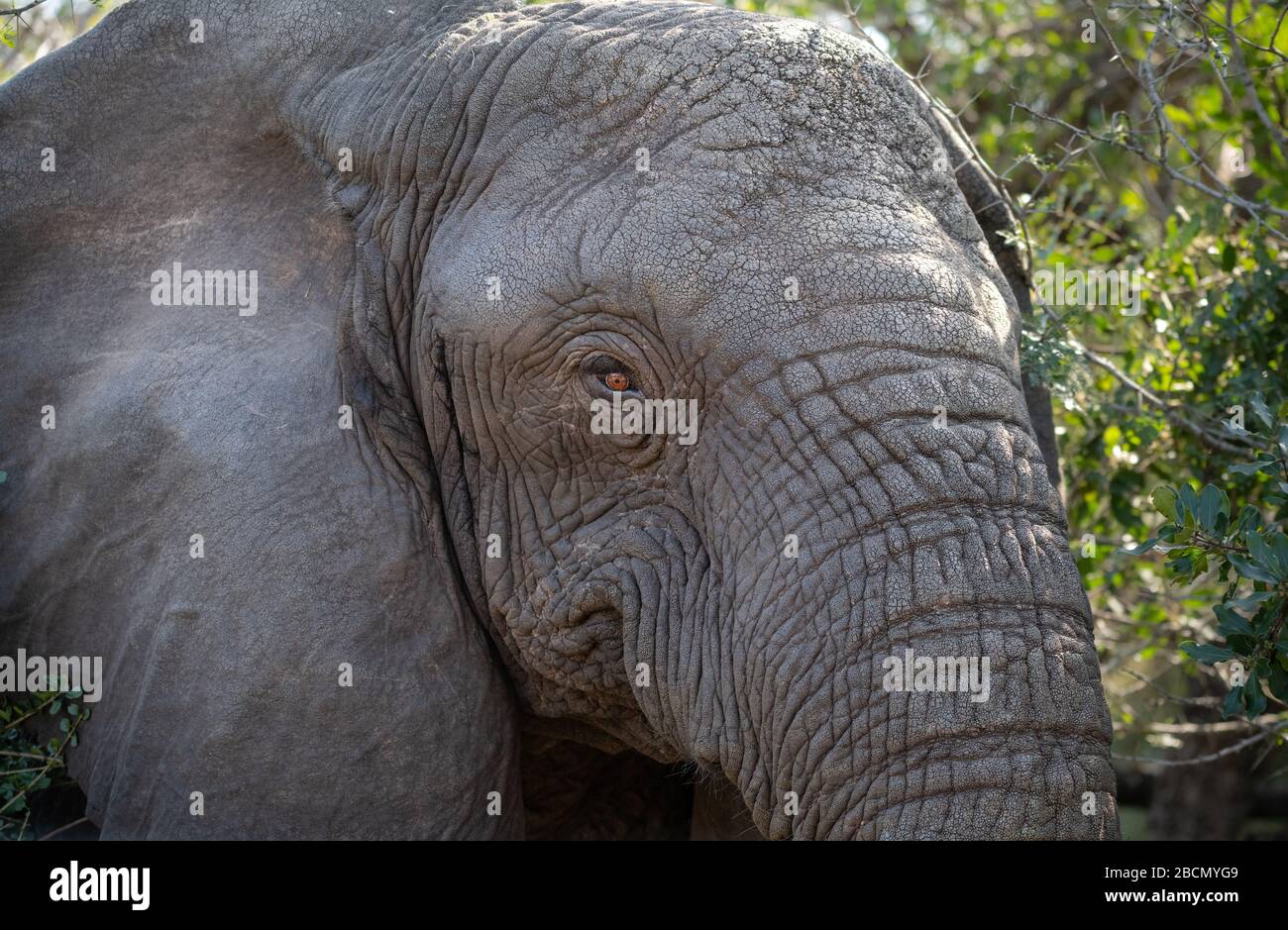 Afrikanische Elefanten Stockfoto