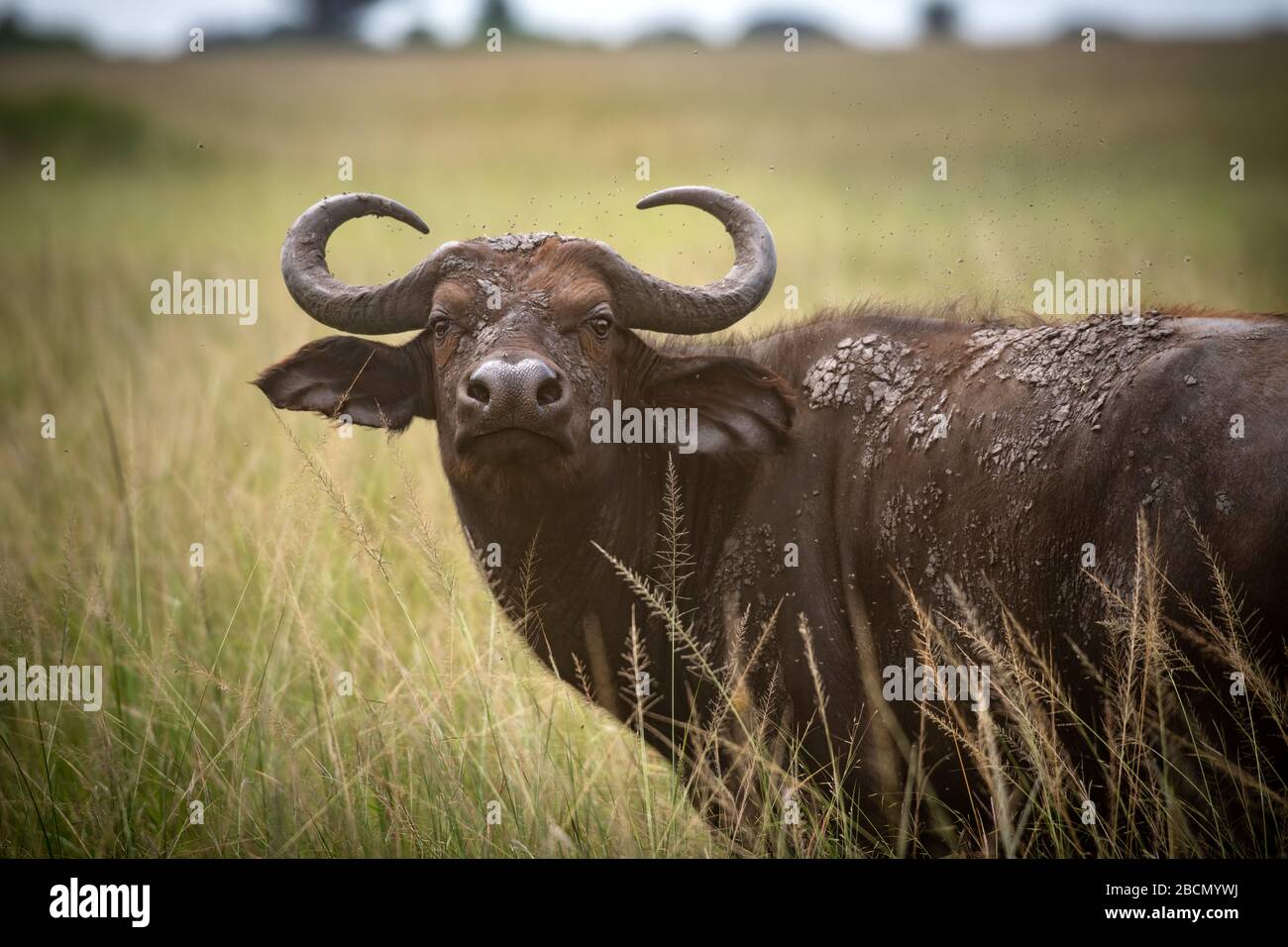 Wildkap-Buffalo in Afrika Stockfoto