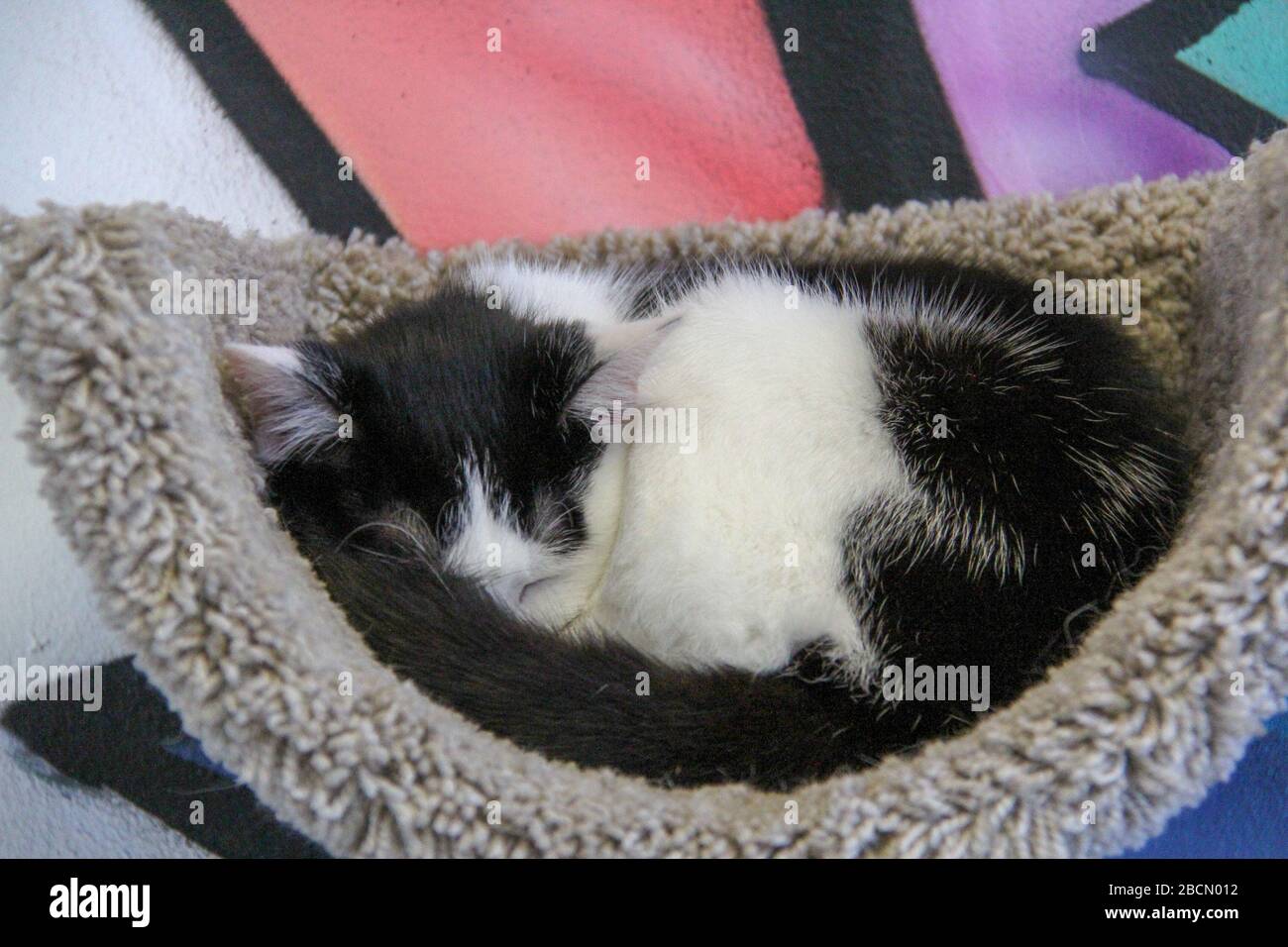 Katze Schläft Im Bett Bedeutung Adoptierbare katze -Fotos und -Bildmaterial in hoher Auflösung – Alamy