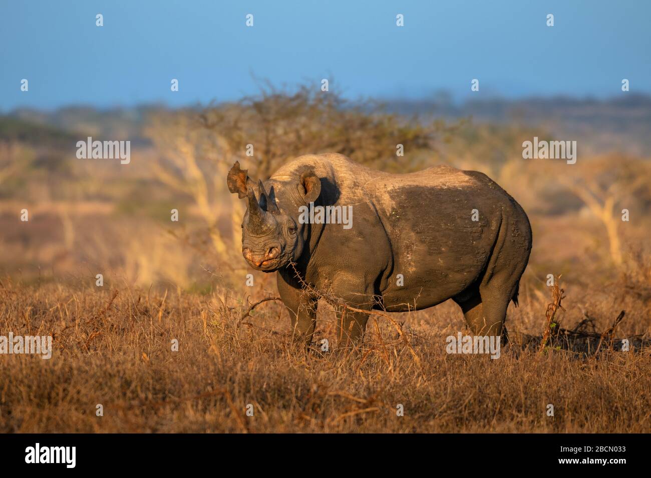 Schwarzes Nashorn in Südafrika Stockfoto