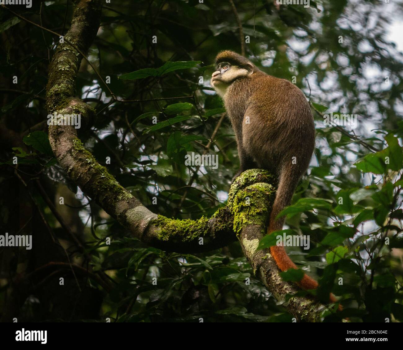 Roter Affe im Kibale Forest. Stockfoto