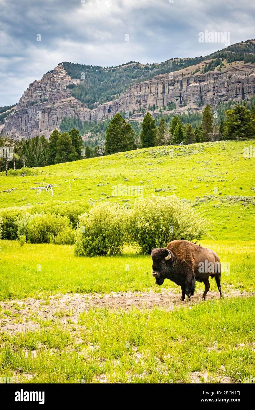 Ein einsamer Bison graziert im Sommergrasland im Yellowstone National Park in Wyoming. Stockfoto