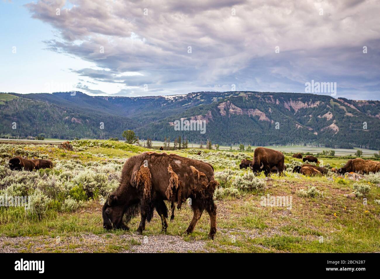 Ein Bison, der seinen Wintermantel im Lamar Valley im Yellowstone National Park in Wyoming ablegte. Stockfoto