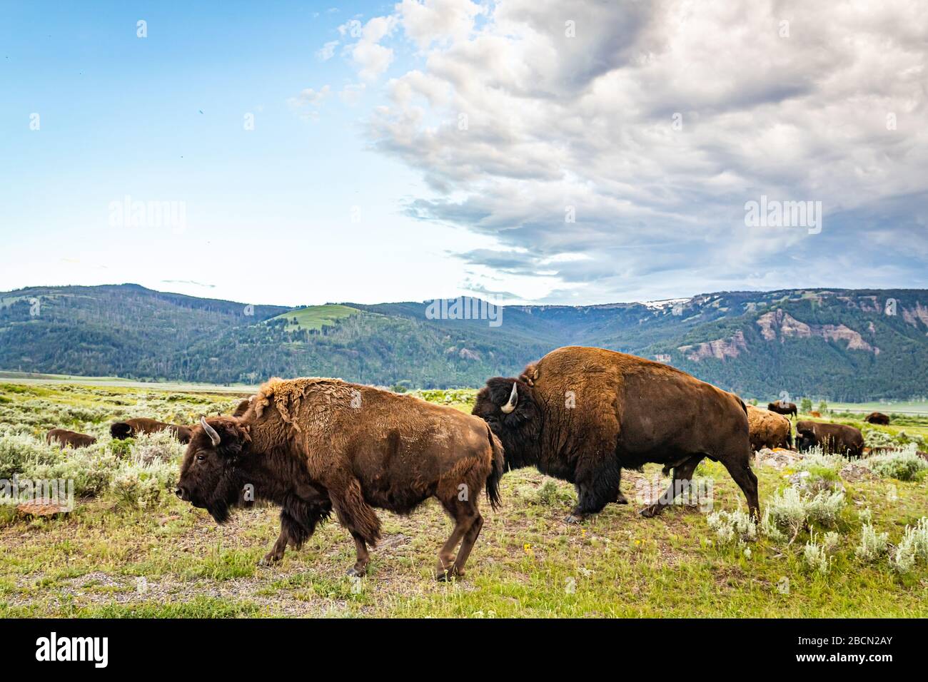 Eine Bison-Herde weidet am Straßenrand im Lamar Valley im Yellowstone National Park in Wyoming. Stockfoto