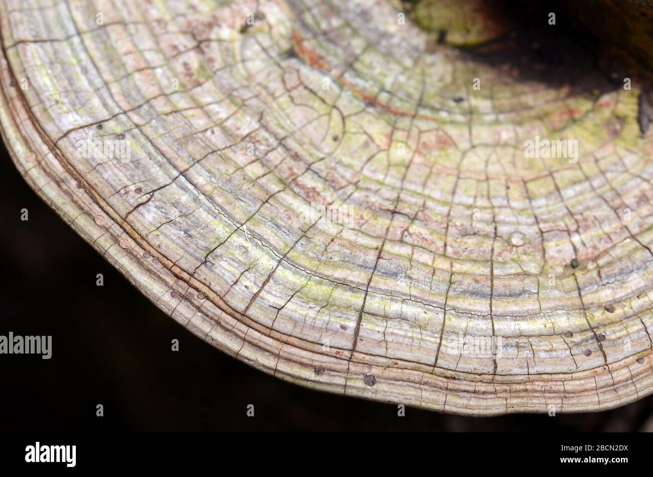 Nahaufnahme der Wachstumsschichten des Haltestilzes Ganoderma applanatum, Familie Ganodermataceae, Klasse Agaricomycetes, wächst auf einem verrotteten Log in te Stockfoto