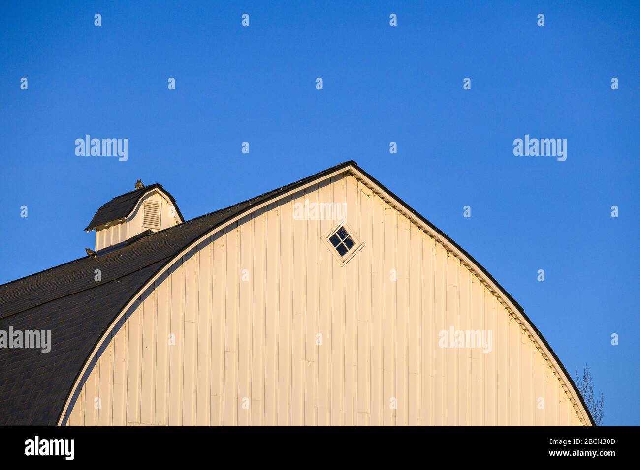 Weiße Scheune an einem sonnigen Tag gegen einen klaren blauen Himmel, weiße Kuppel mit Tauben Stockfoto