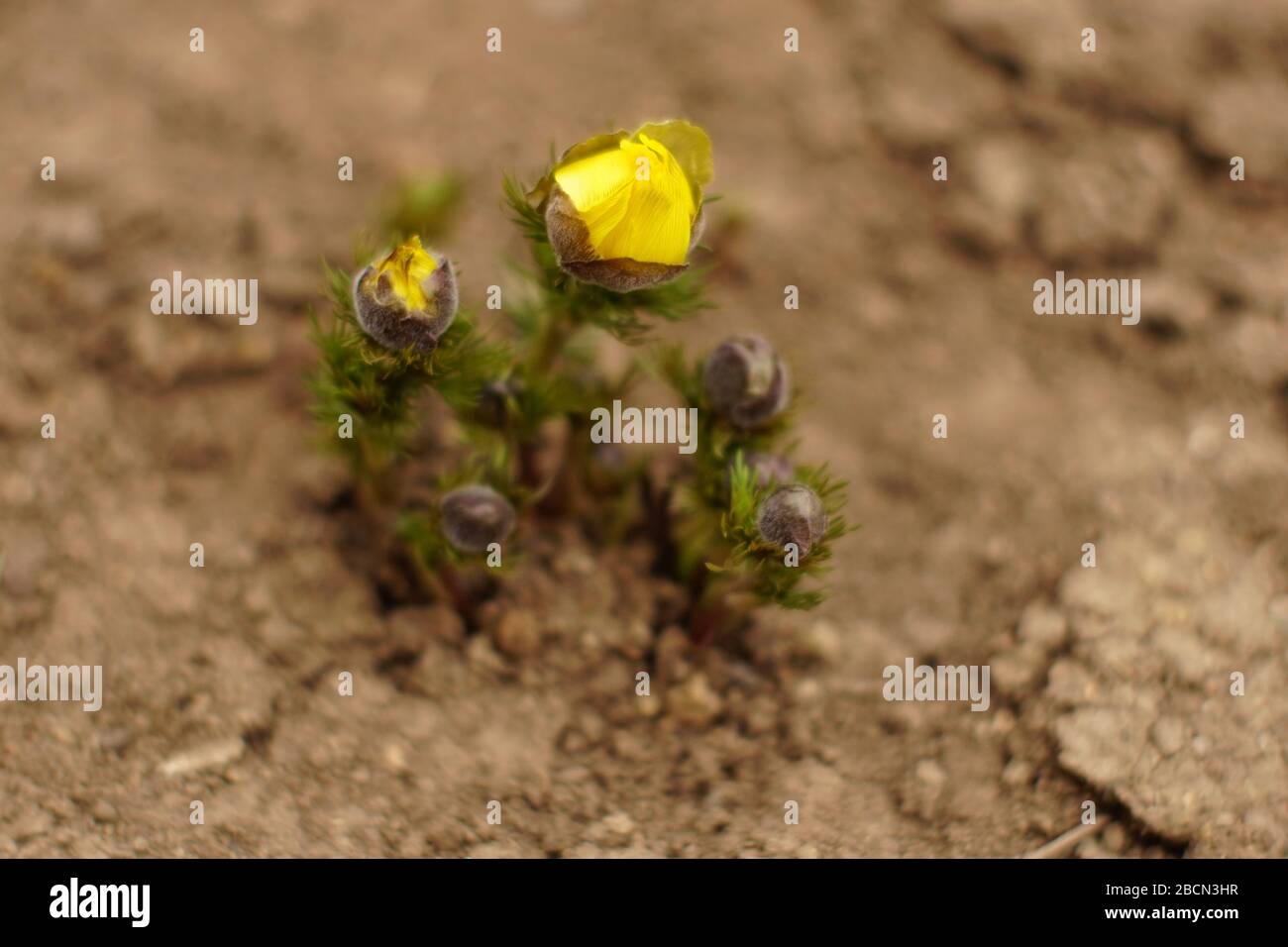 Gelbe Blumen adonis wachsen im Boden. Stockfoto