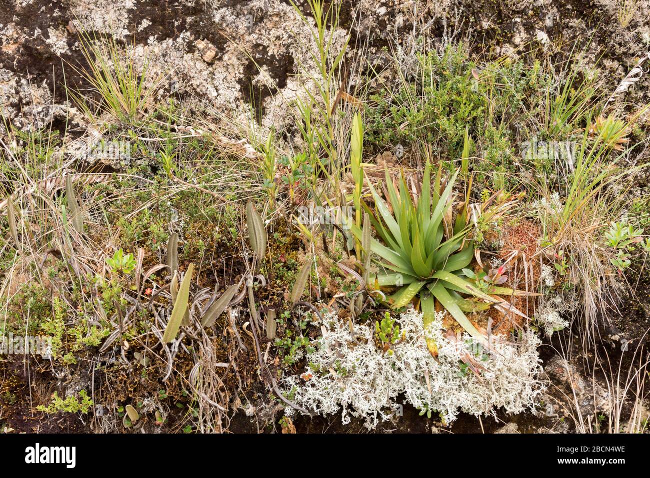 Chingaza National Natural Park. Ökosystem von Paramo, Pflanzen und Flechten, Kolumbien. Stockfoto