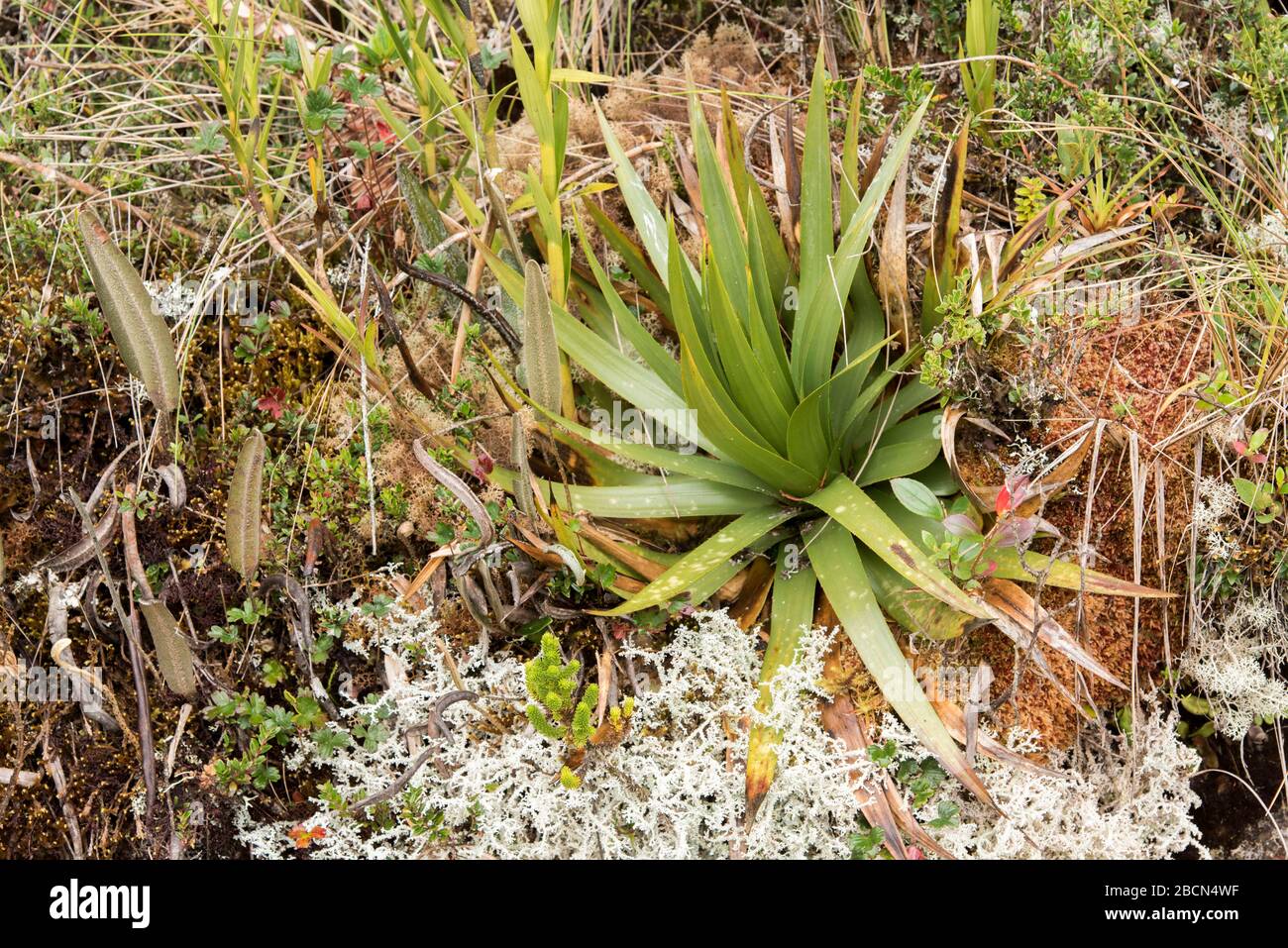 Chingaza National Natural Park. Ökosystem von Paramo, Pflanzen und Flechten, Kolumbien. Stockfoto