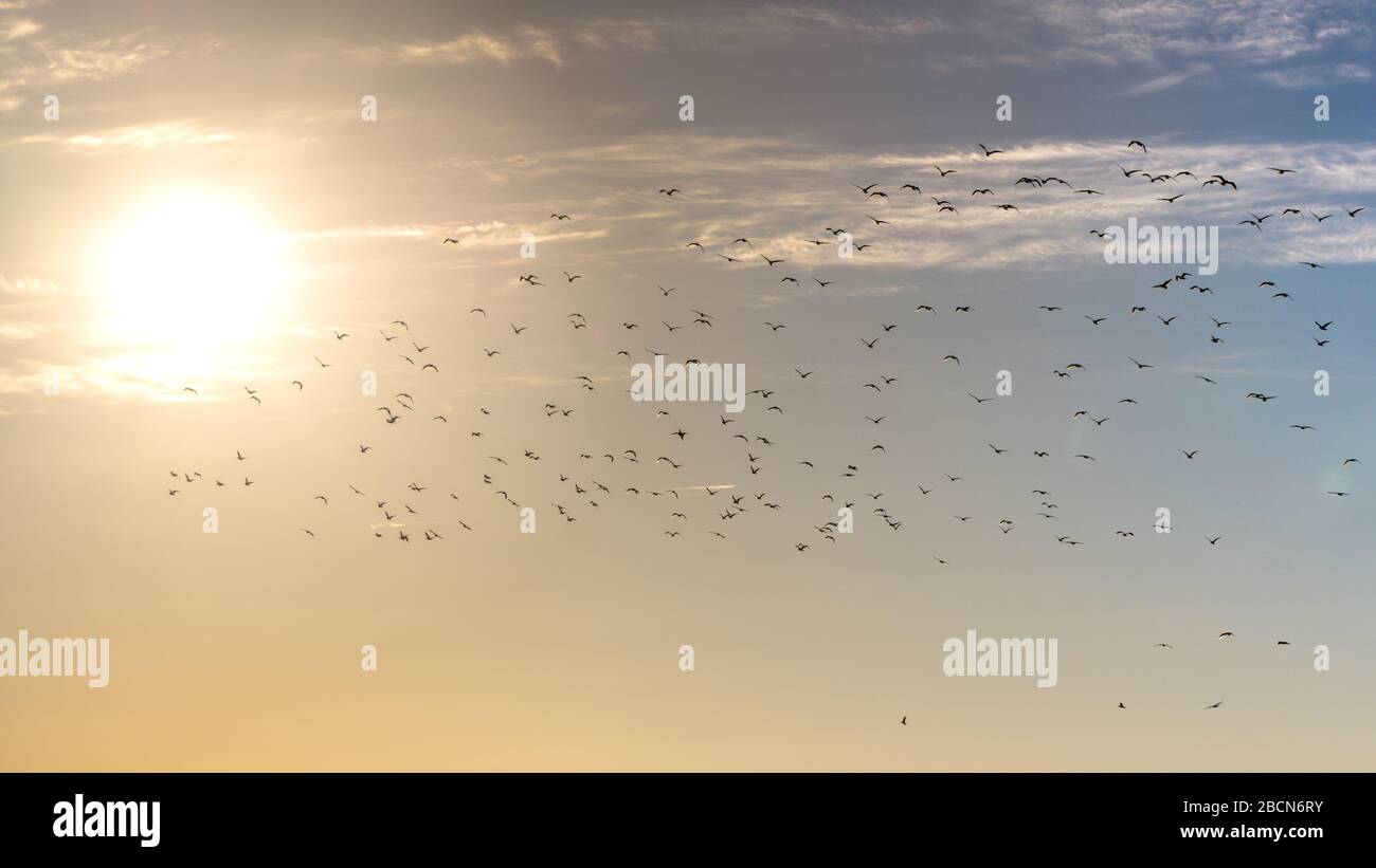 Schöner, farbenfroher Himmel bei Sonnenuntergang mit Vögeln Stockfoto