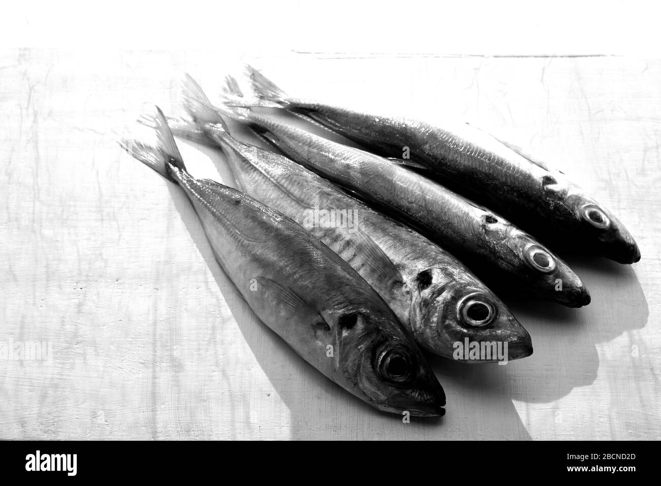 Nahaufnahme Frischer Saba-Fische (Makrele) isoliert auf weißem Hintergrund/ Gesunde mediterrane Küche/ Omega 3 Stockfoto