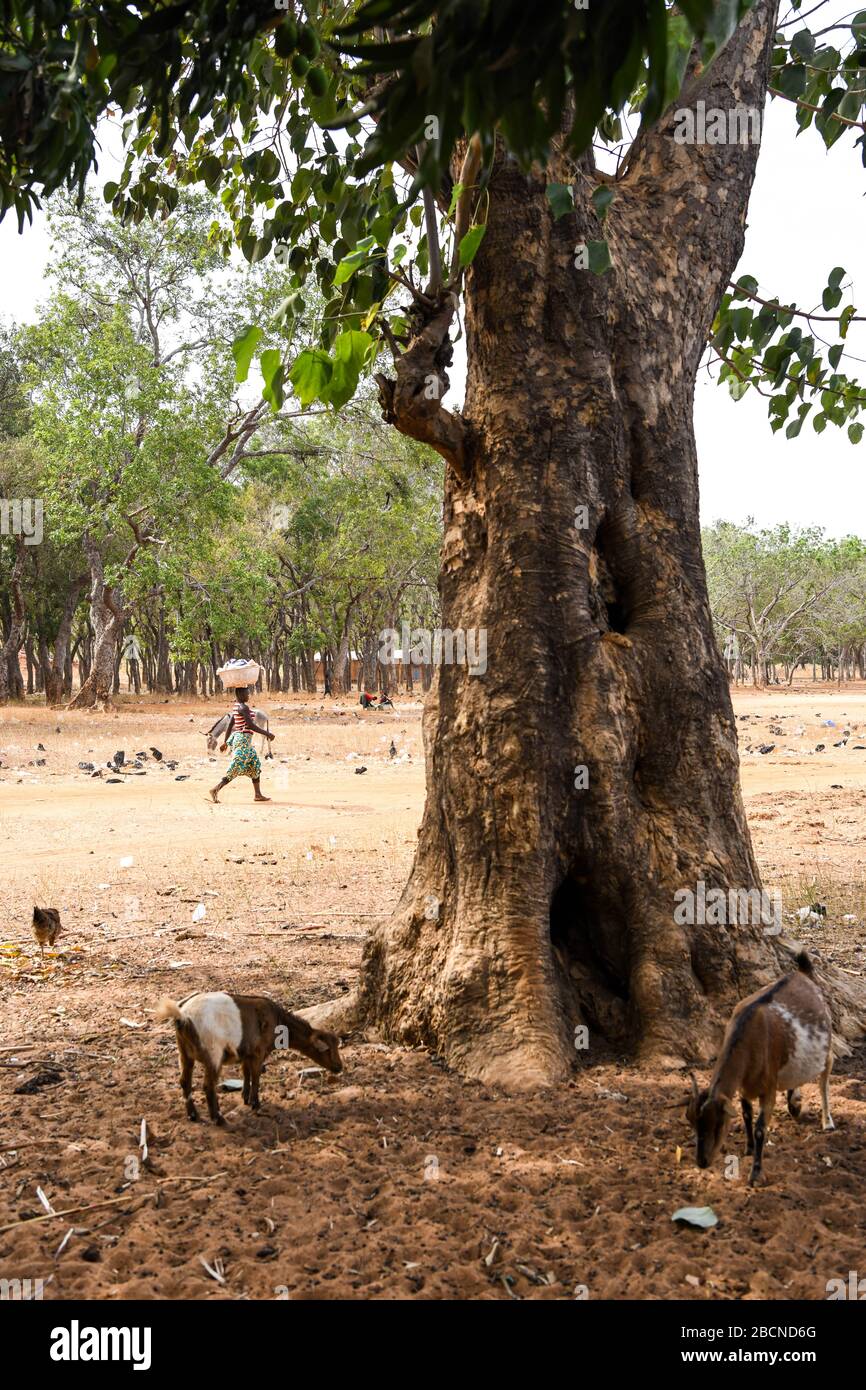 Zwei Ziegen fressen neben einem Baum. Eine Frau geht mit einem Paket auf dem Kopf in den Rücken Stockfoto