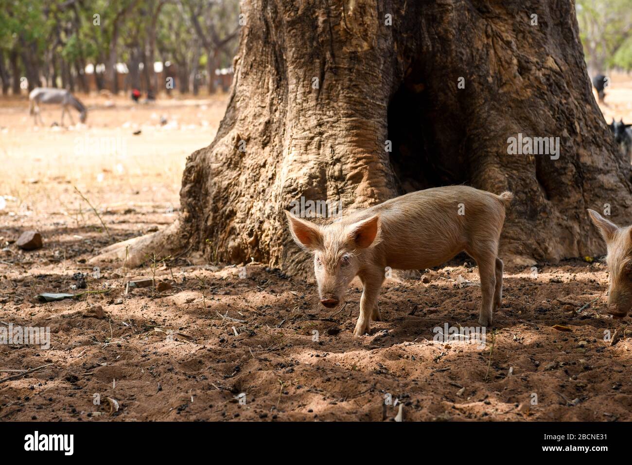 Afrika, Burkina Faso, Region Pô, Tiebele. Ein Schwein ist unter dem Schuppen eines Baumes Stockfoto