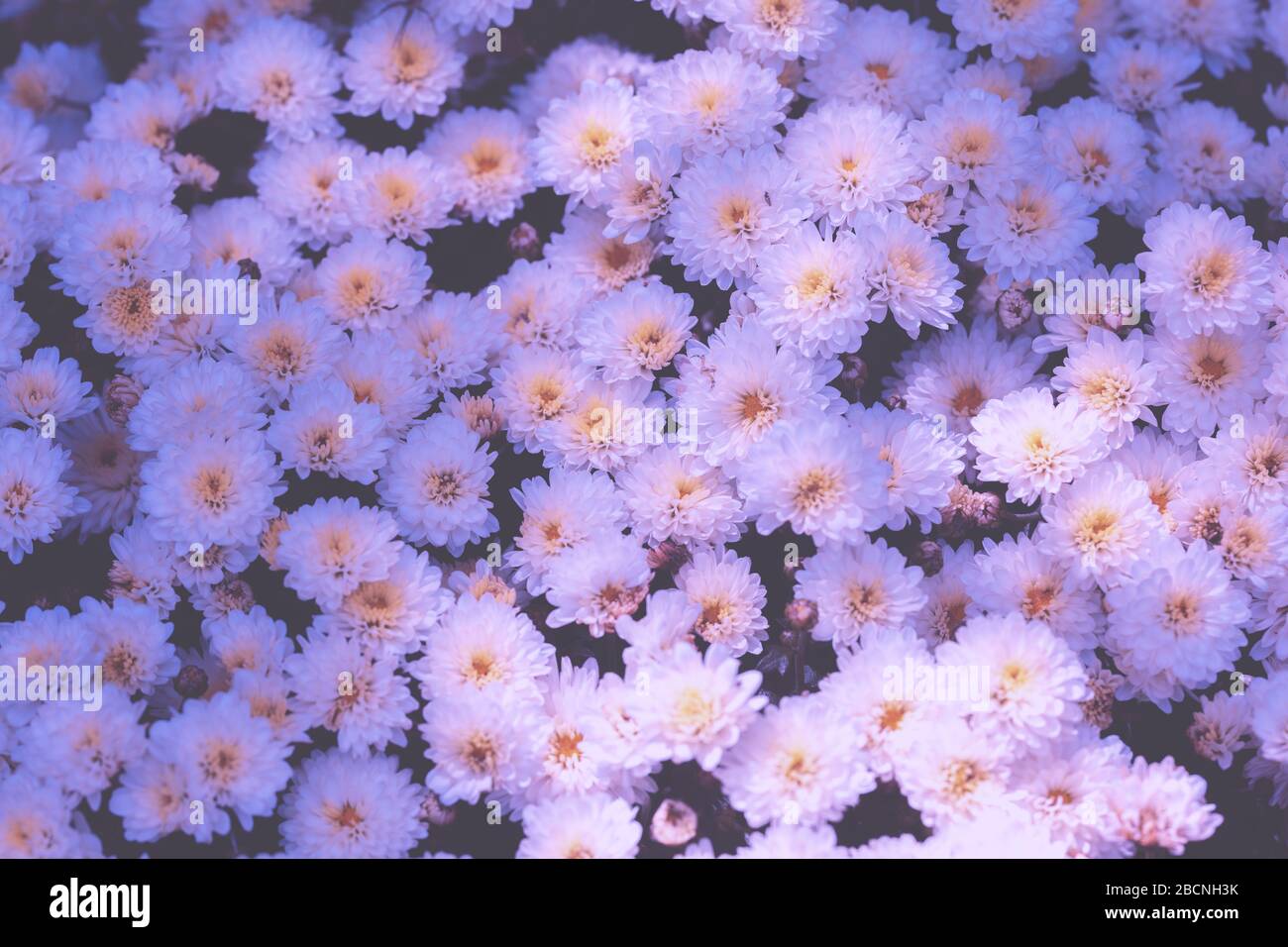 Blühende Chrysantheme im Garten. Hintergrund Der Natur. Verlaufsfarbe Stockfoto