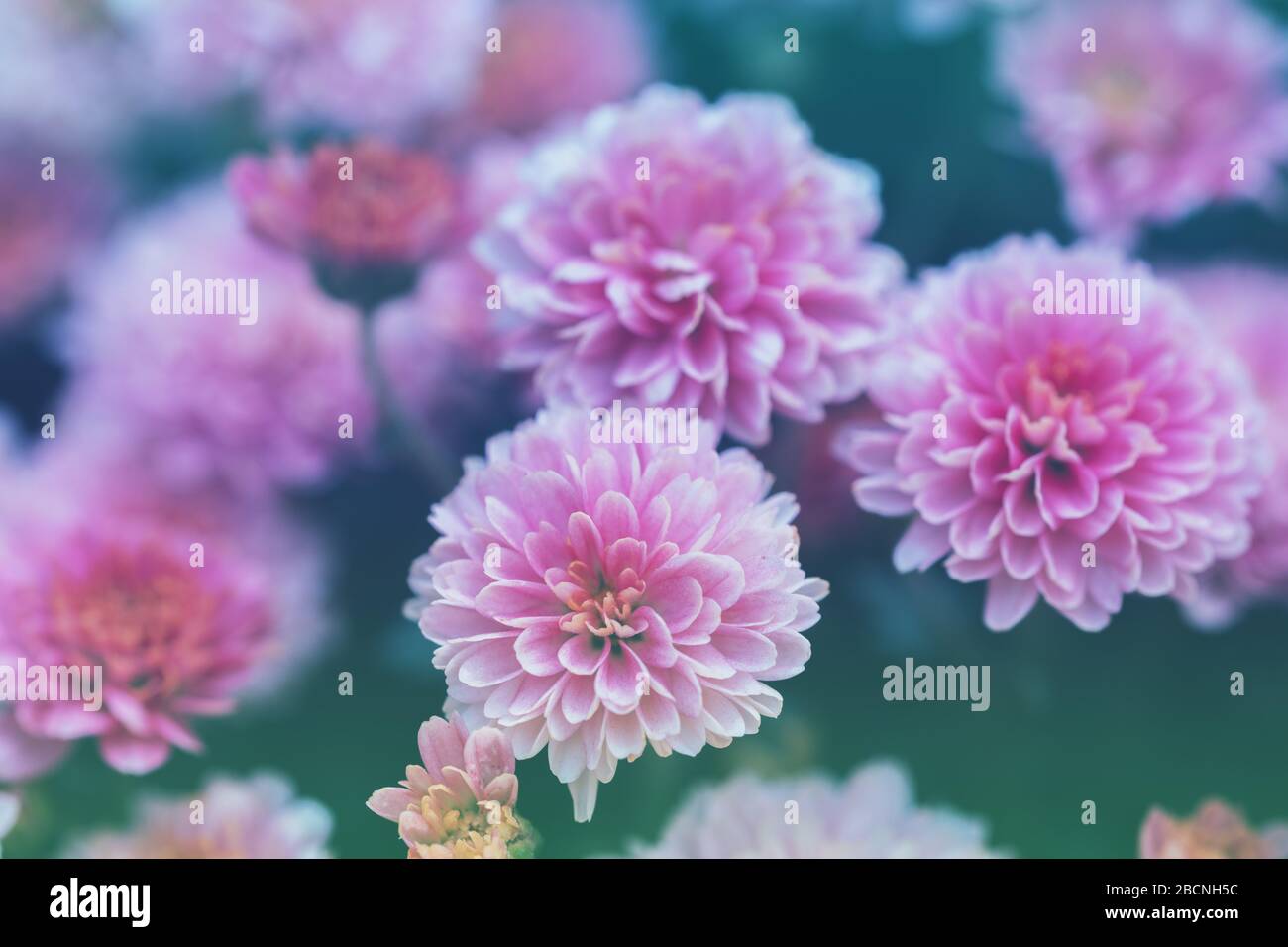 Blühende Chrysantheme im Garten. Hintergrund Der Natur. Verlaufsfarbe Stockfoto