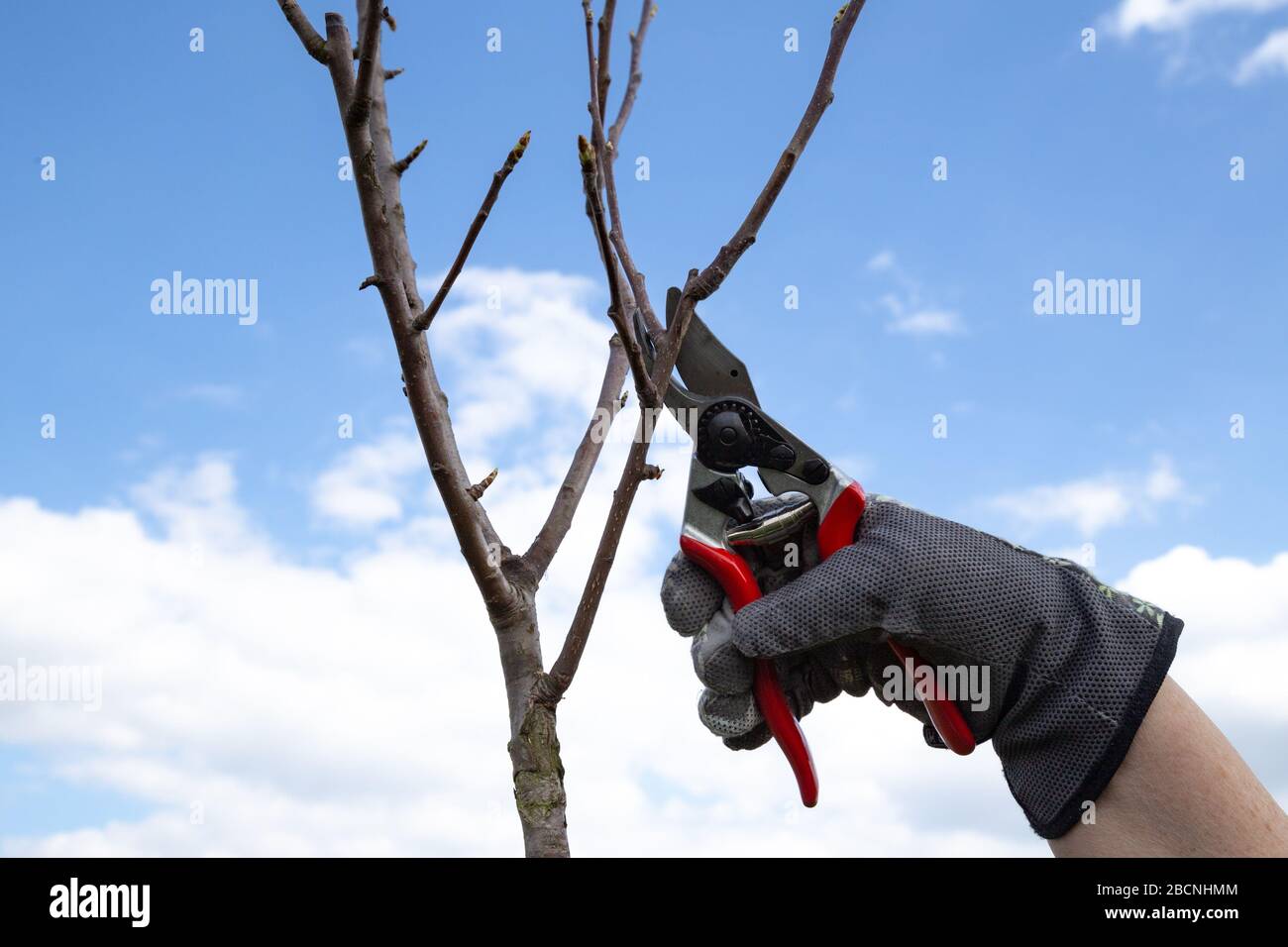 Hand einer Frau mit Handschuhen, die Zweige eines Obstbaums schneidet Stockfoto