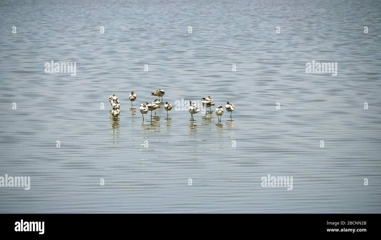 Eine Herde von Avocet-Vögeln, die am Rande eines Sees in serengeti schlafen Stockfoto