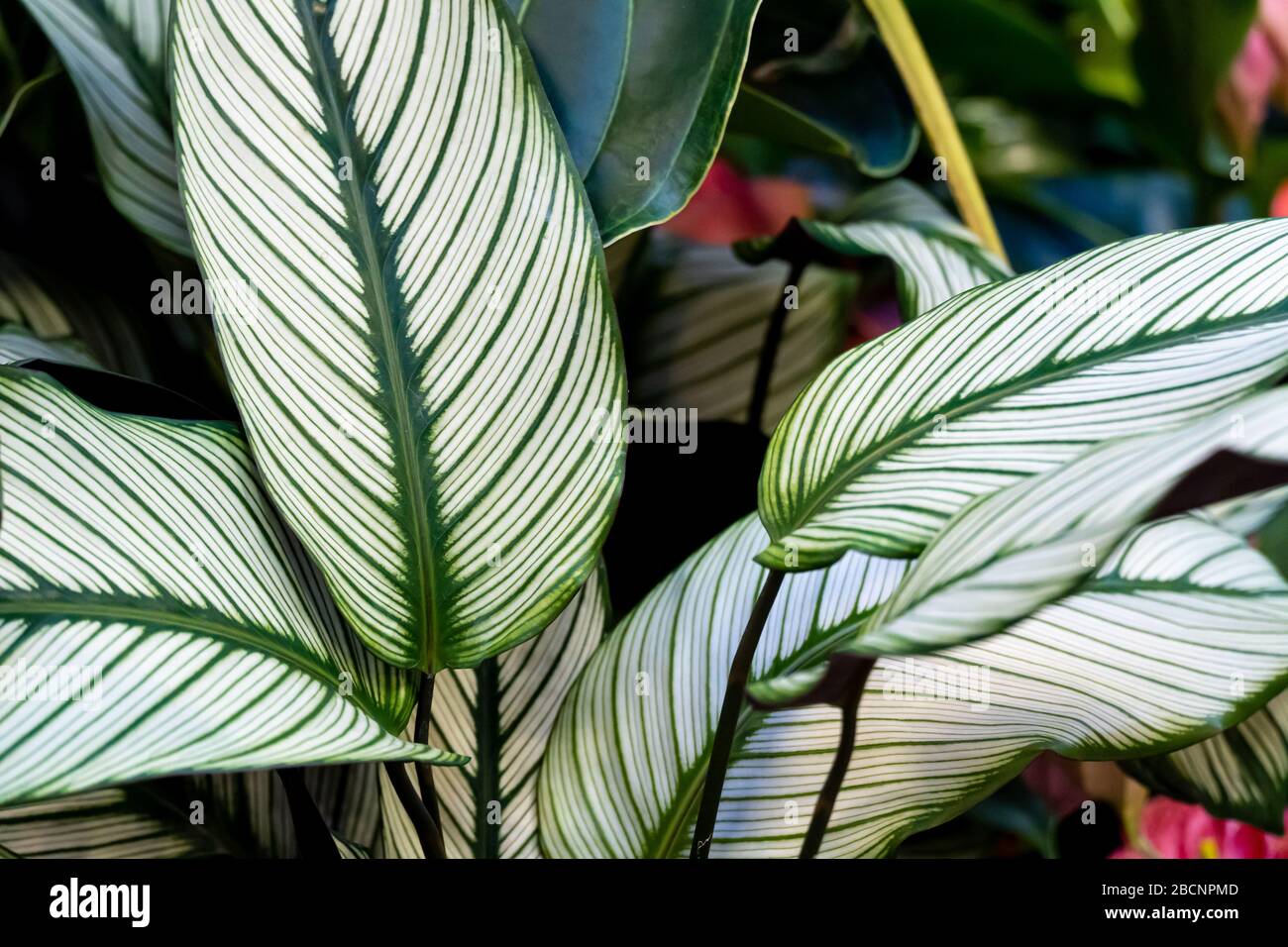 Calathea ornata, verschieden gestreift, Nadelstreifen oder Nadelstreifen  calathea Pflanzen Bltter nah - oben Stockfotografie - Alamy