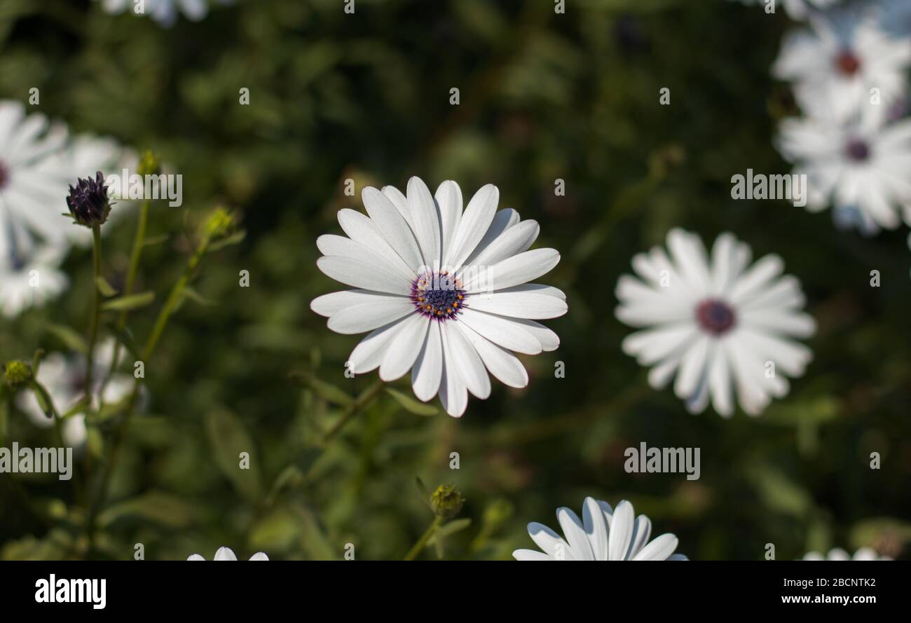 Schöne osteospermum fruticosum Blume im Garten Frühlingssaison Stockfoto