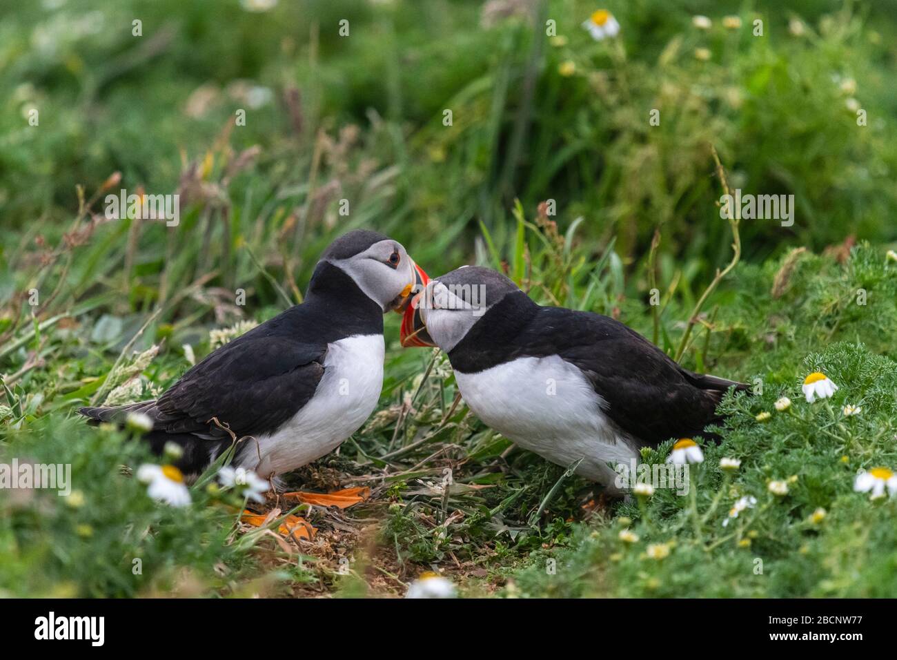 Zwei Papageientaucher, Skomer Island, Wales Stockfoto