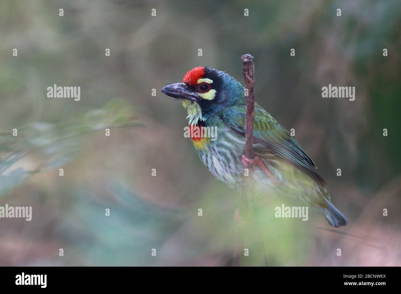 Ein Vogel der Familie Megalaimidae, der auf einem Ast sitzt, ist der kleinste Vogel, hat einen grünen Körper, einen gelben Hals, eine rote Brust und Stirn und eine gelbe Eiche Stockfoto