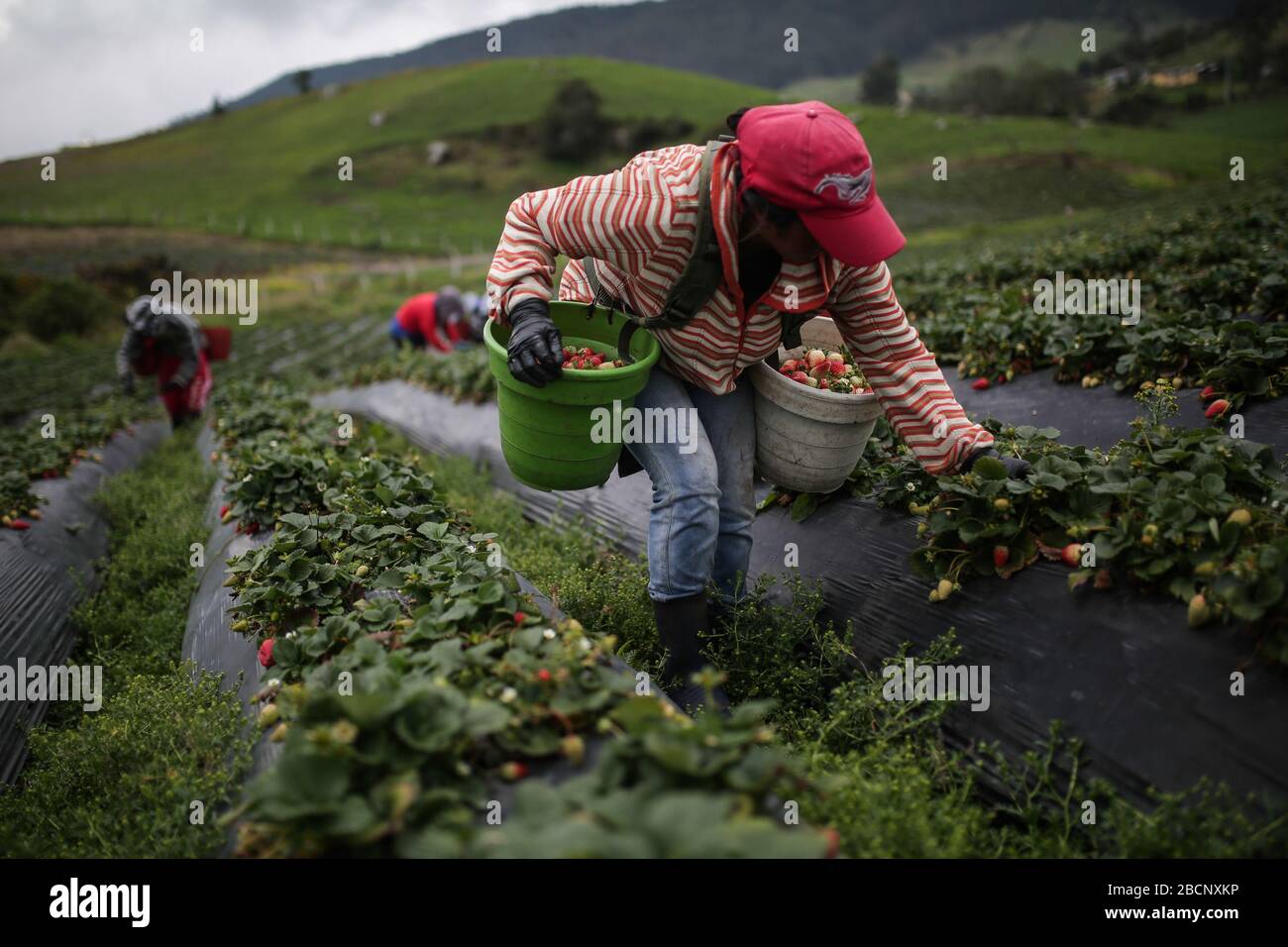 Bogota, Kolumbien. April 2020. Ein Bauer pflückt Erdbeeren in Cundinamarca, Kolumbien, 4. April 2020. Kredit: John Paz/Xinhua/Alamy Live News Stockfoto