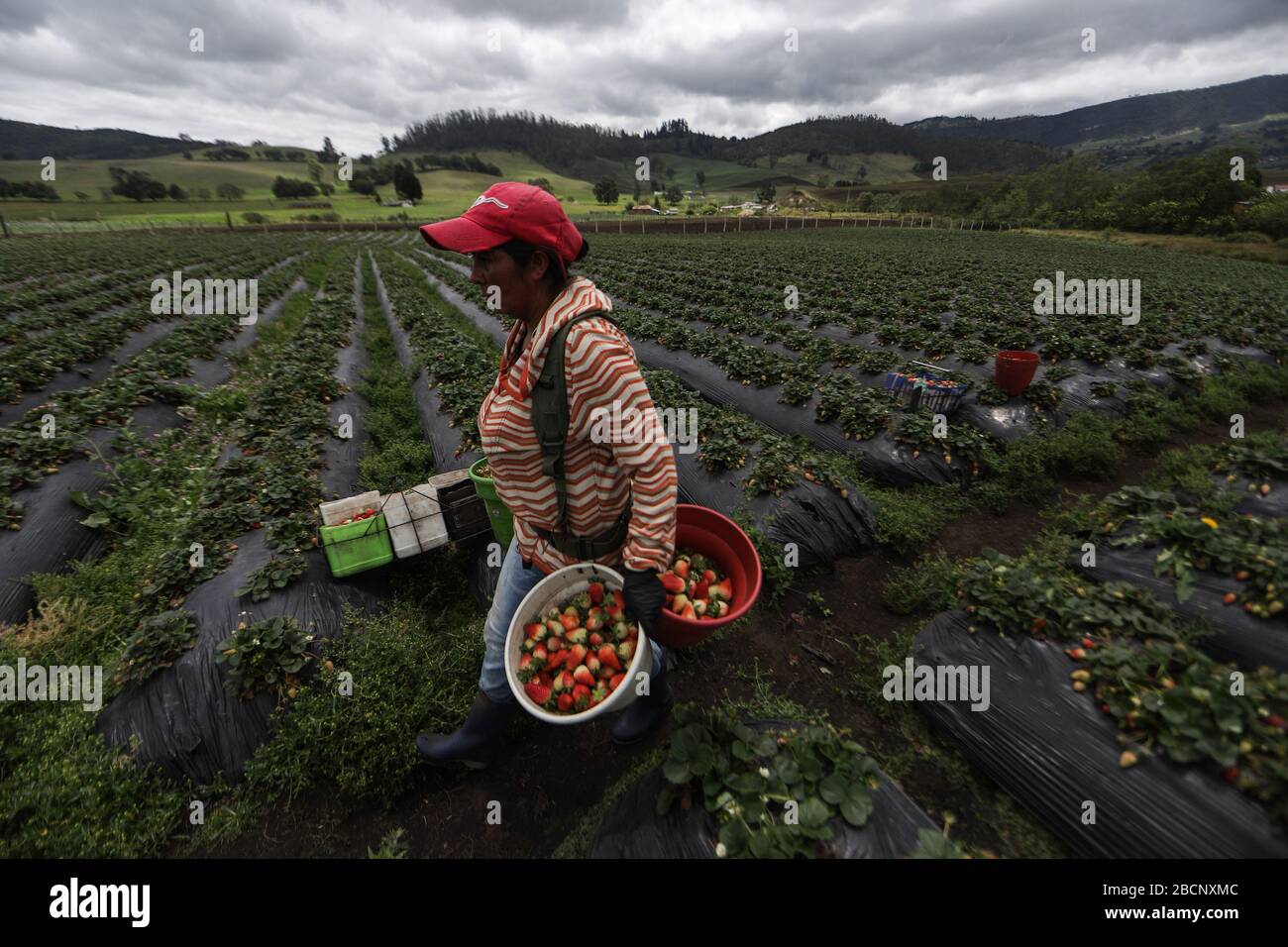 Bogota, Kolumbien. April 2020. Ein Bauer pflückt Erdbeeren in Cundinamarca, Kolumbien, 4. April 2020. Kredit: John Paz/Xinhua/Alamy Live News Stockfoto