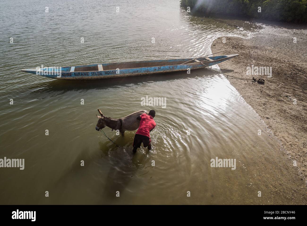 Der Mensch wäscht seinen Esel im Fluss nahe Joal-Fadiouth im Senegal Stockfoto