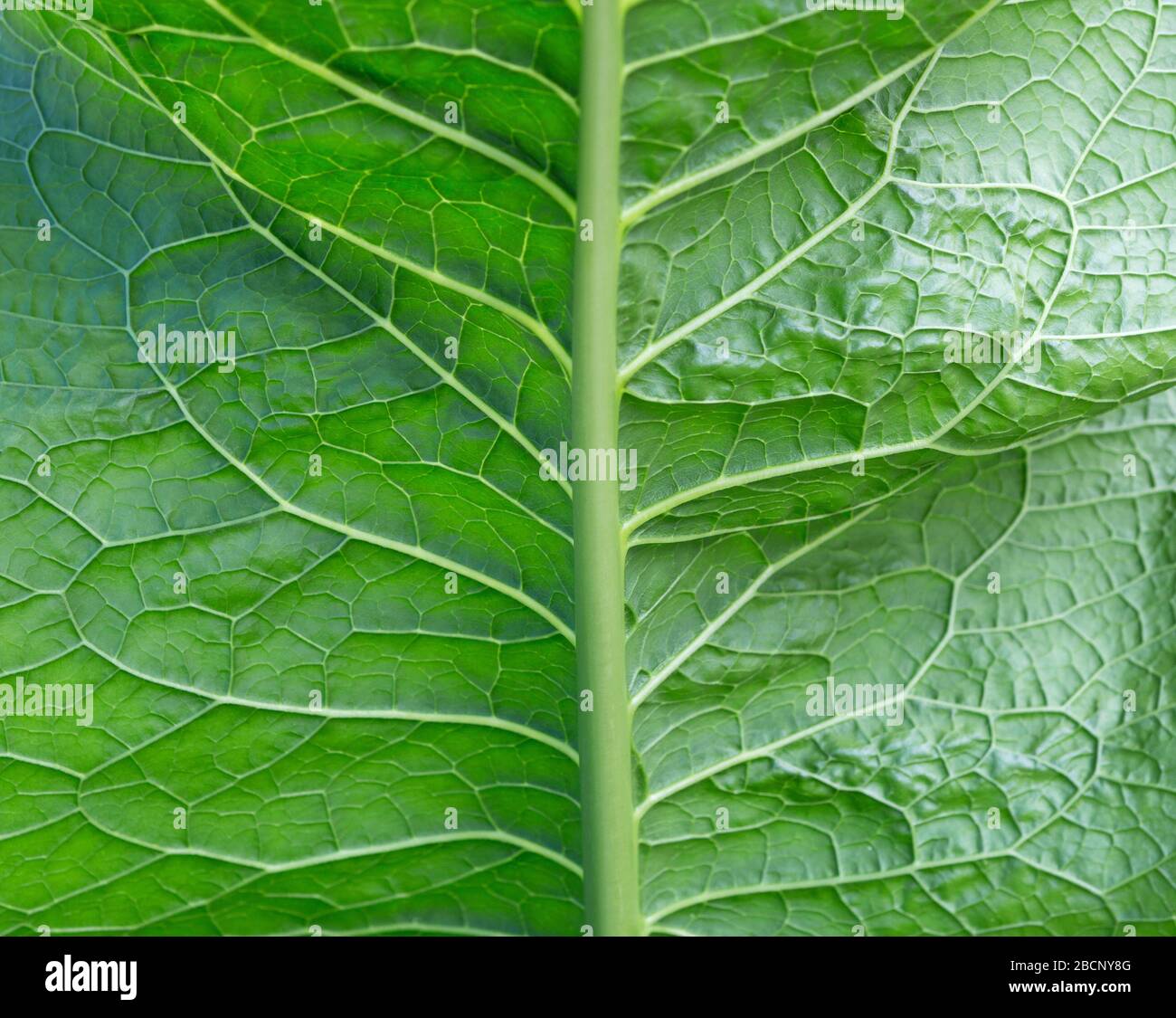 Grün Hinterlässt Hintergrund. Naturgetreues Bild des grünen Blattes auf verschwommenen Blättern. Meerrettich (Armoracia rusticana) Blätter. Stockfoto