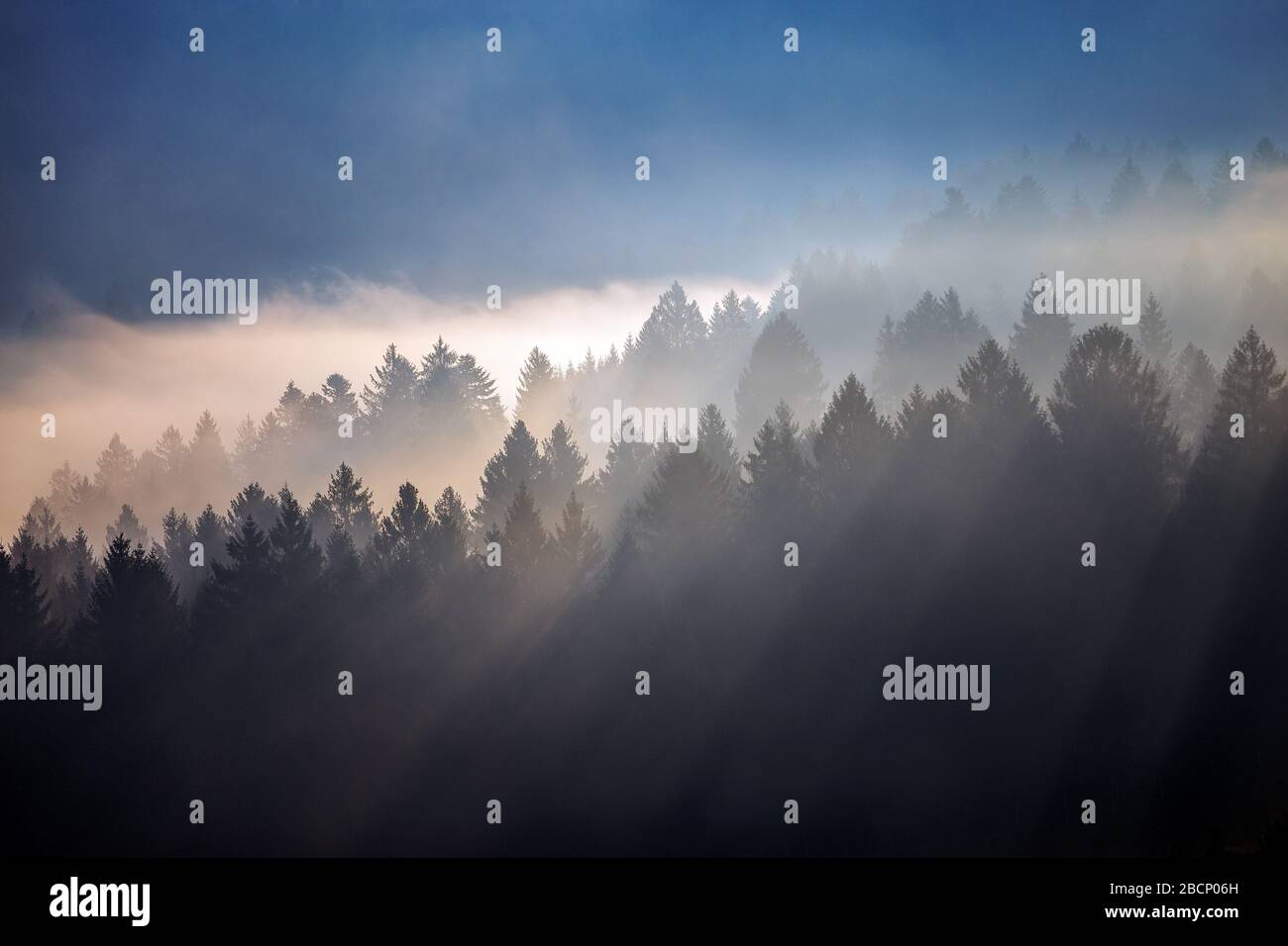 Der Cansignio Nadelwald. Sonnenlicht bei Sonnenaufgang, Lichtstrahlen auf Bäumen durch den Nebel. Eindrucksvolle Berglandschaft. Prealpi Venete, Italien. Stockfoto