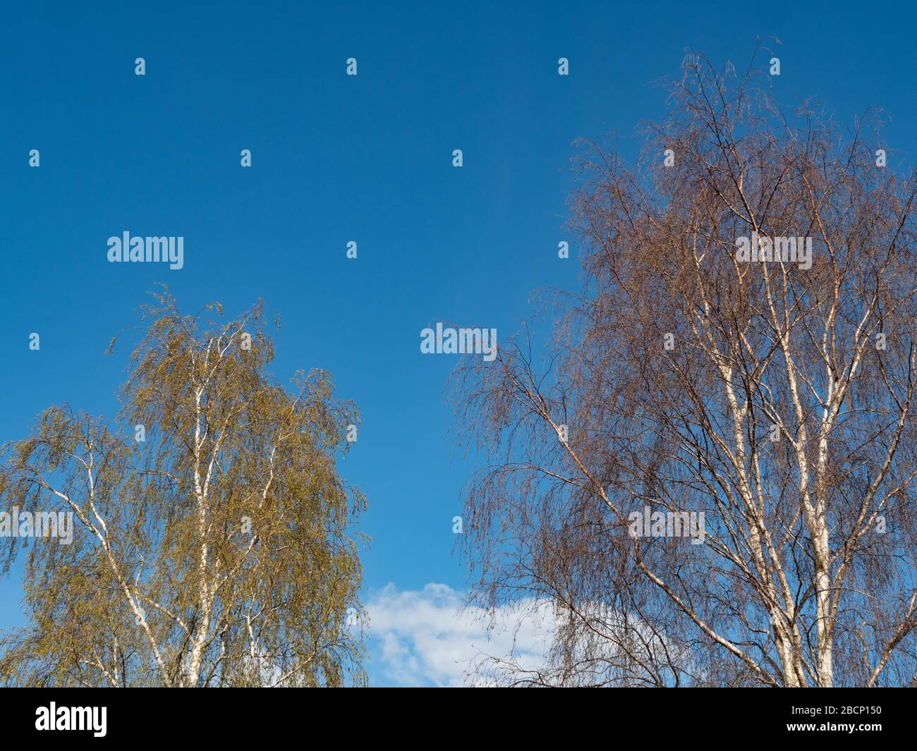 Silberne Birke (Betula Pendelläumen) Bäume gegen einen blauen Himmel Stockfoto