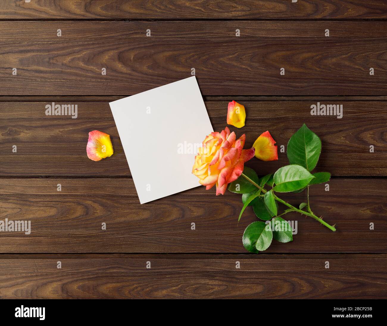 Gestalterisches Konzeptfoto Blumenrosen-Pflanze-Weihnachtsgeschenk Muttertag auf braunem Holzhintergrund. Stockfoto