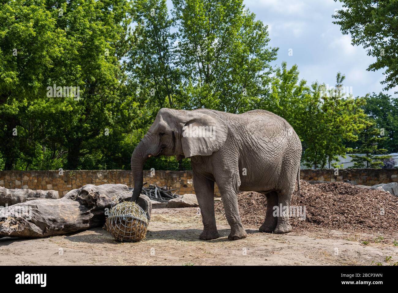 Afrikanischer Busch-Elefant (Loxodonta africana L.A. knochenhaueri), der im Zoologischen Garten in Warschau, Polen, isst Stockfoto